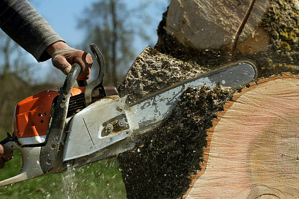 Leaf Removal in Smyrna, TN